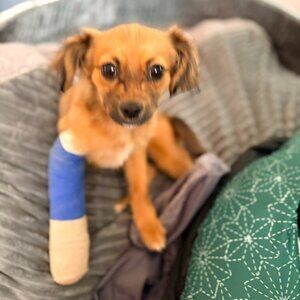 Meet your Posher Ms. Timber